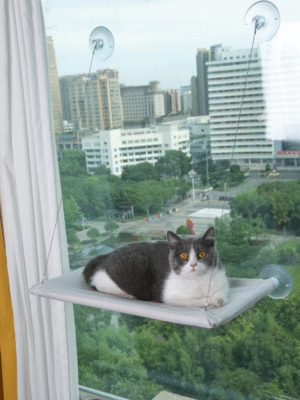 Suction Cup Pet Hammock For Cat For Sleeping