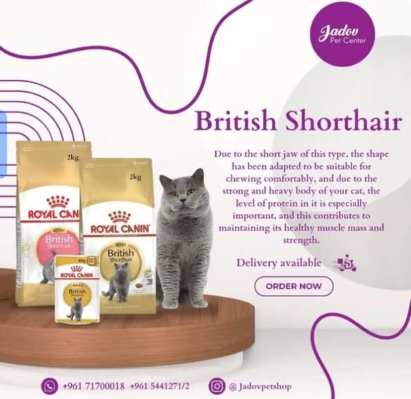 British Shorthair Kitten 2 kg