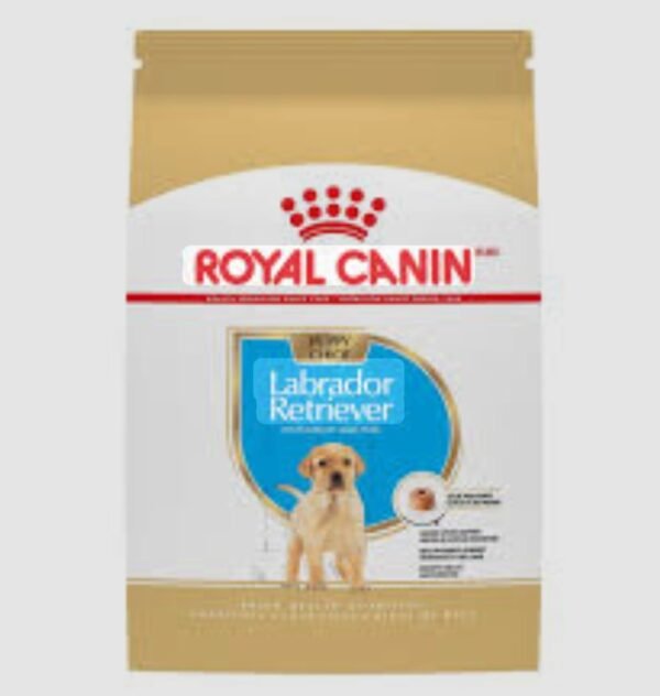 Labrador Retriever Puppy 12 Kg